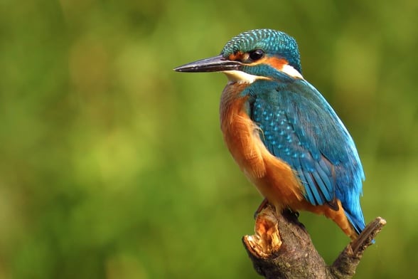 The bright and beautiful kingfisher