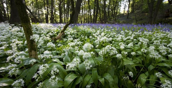 Swathes of wild garlic cover the forest floor