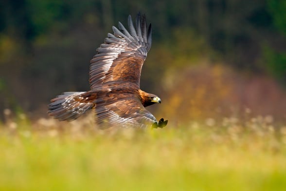 Golden eagle, also known as Aquila Chrysaetos