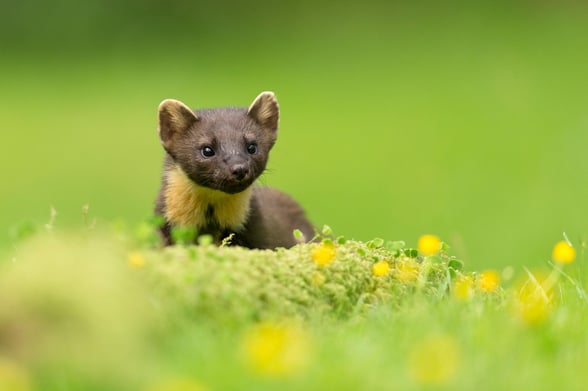 Pine martens in England and Wales
