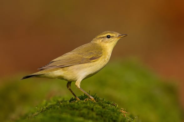 Willow warblers 