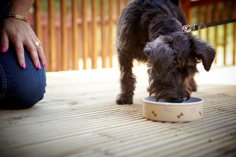 Dog eating his meal on the decking at Forest Holidays
