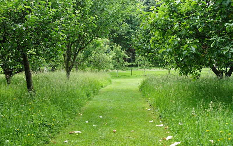 A mowed pathway in a forest