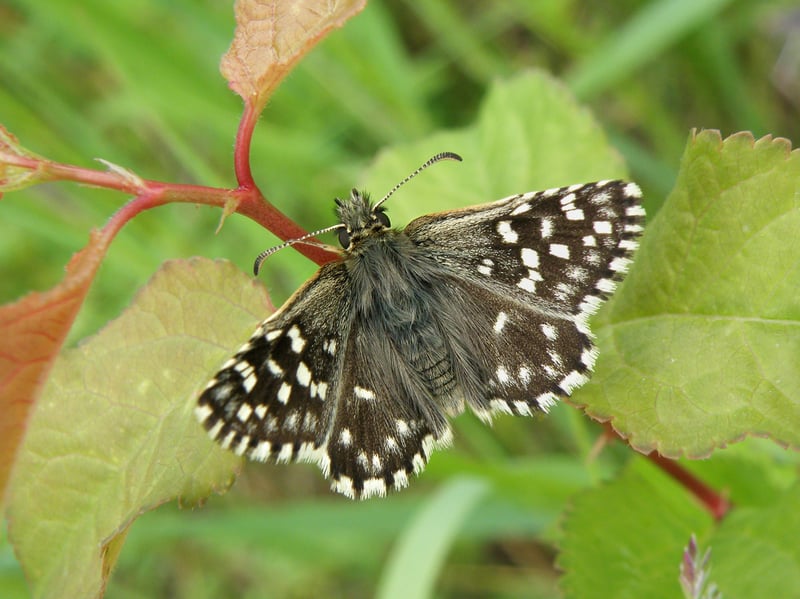 A close up of a pyrgus malvae butterfly