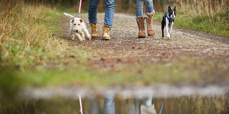 Couple walking their dogs at Blackwood Forest, Forest Holidays