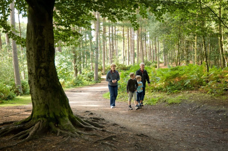 Family walking through Delamere Forest, Cheshire