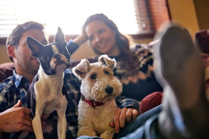 A family with dogs in a pet friendly cabin at Forest Holidays