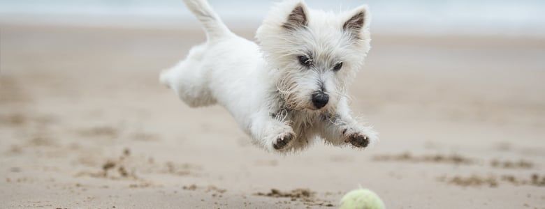 Dog chasing a ball on the beach
