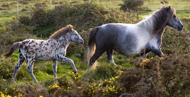 Wild ponies on Bodmin Moor