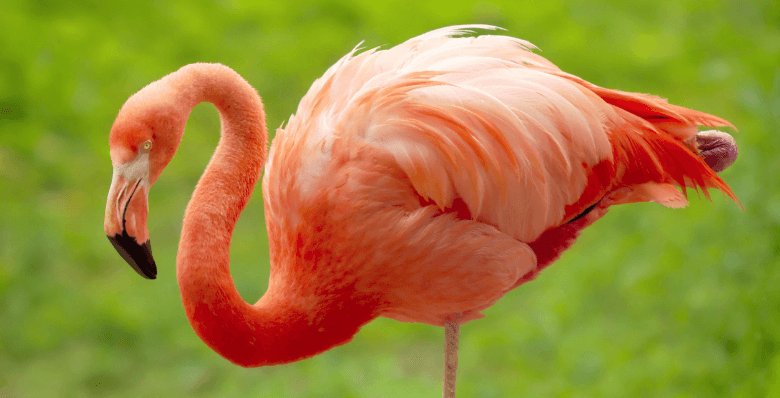 Close up of a flamingo at Flamingo Land in Yorkshire