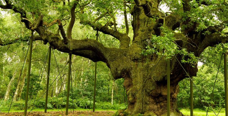 Major Oak tree in Nottinghamshire