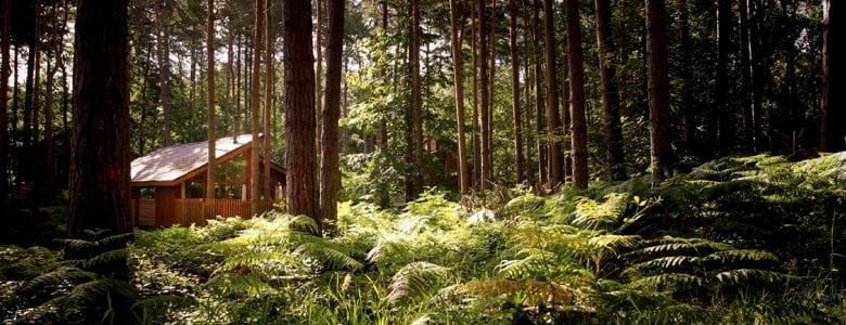 Sherwood Forest cabin