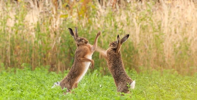 Two hares boxing