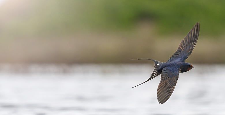 A swallow mid flight