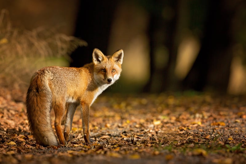 A fox exploring the woodland