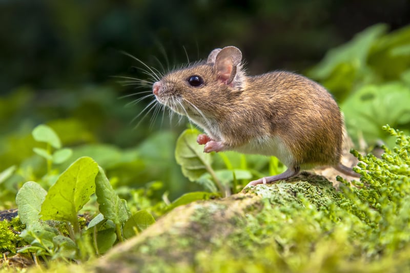 A brown mouse in the forest