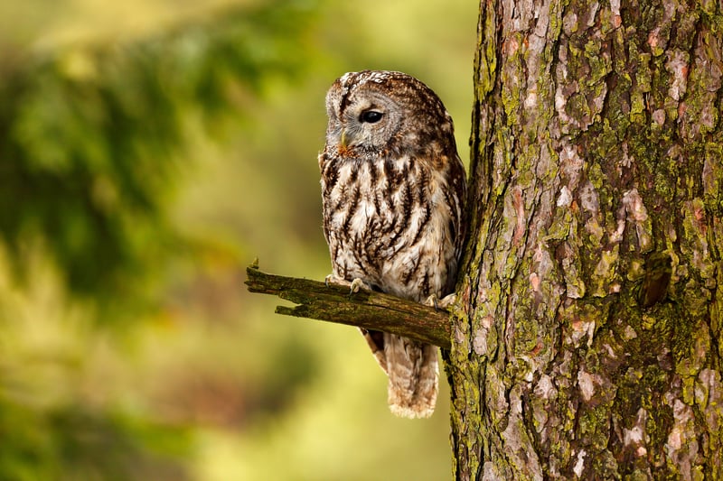A tawny owl perched on a tree