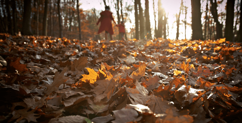 Family walking through the autumnal forest