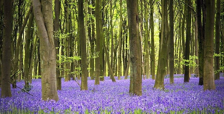 Bluebells in Hampshire
