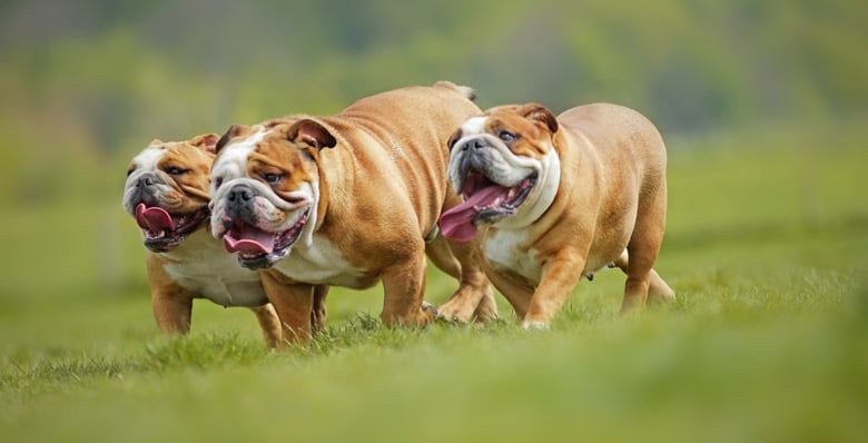 3 bulldogs walking together