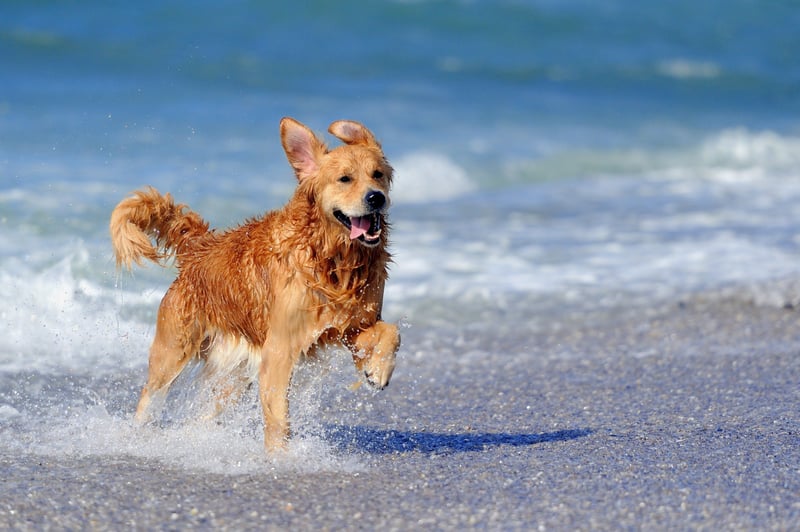 Dog-friendly beach days