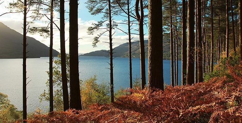 Forest view of Loch Lomond