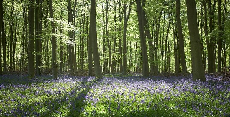 Carpet of bluebells in the forest