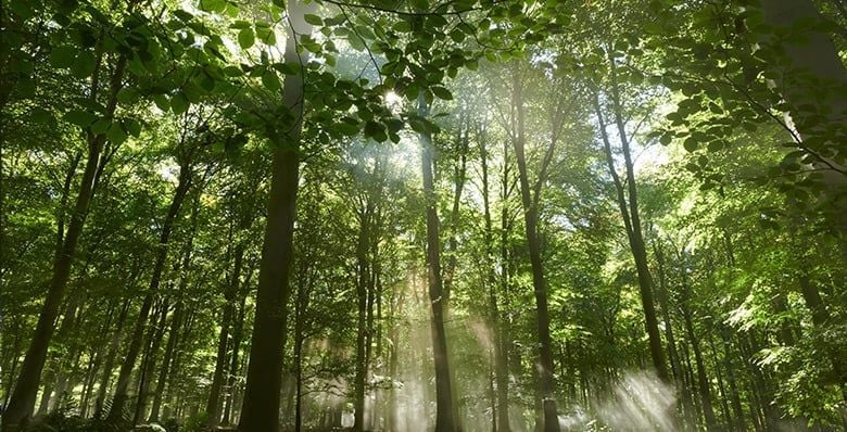 Sunbeams through the forest
