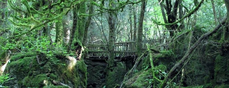 A view of one of Puzzlewood's bridges