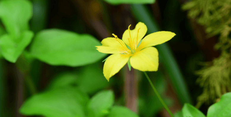 Yellow Pimpernel flower
