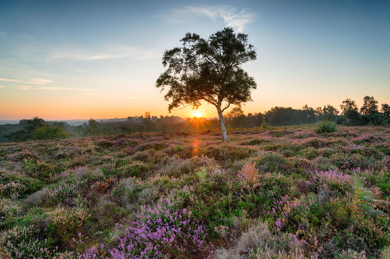 New Forest National Park in Hampshire