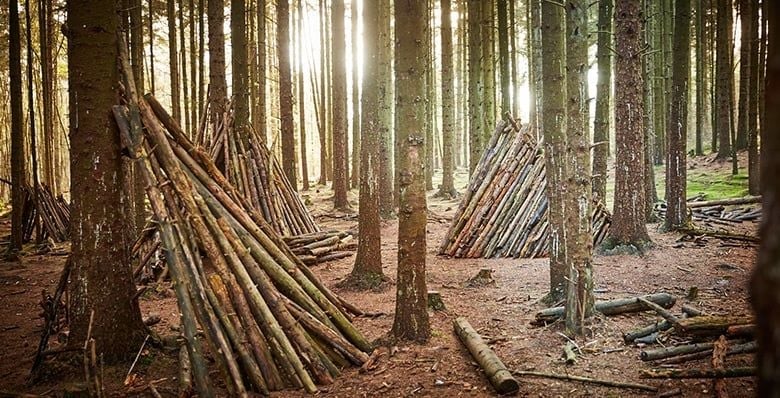 Dens in the forest
