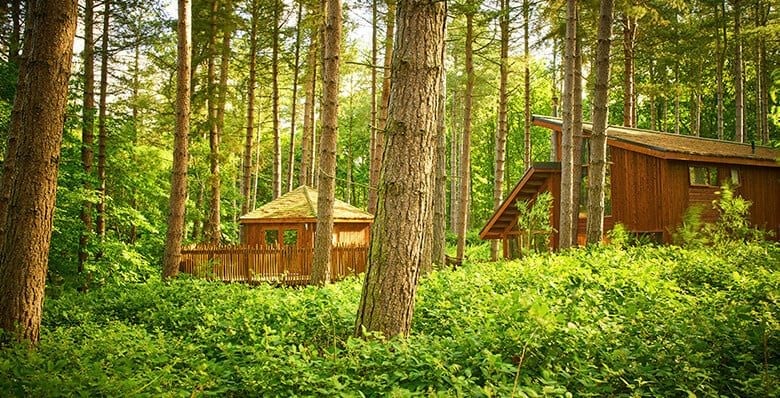 Golden Oak cabin with treehouse