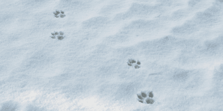 Fox footprints in the snow