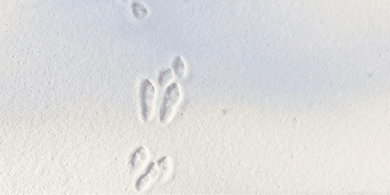 Rabbit footprints in the snow