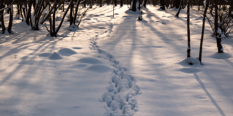 Roe deer footprints in the snow
