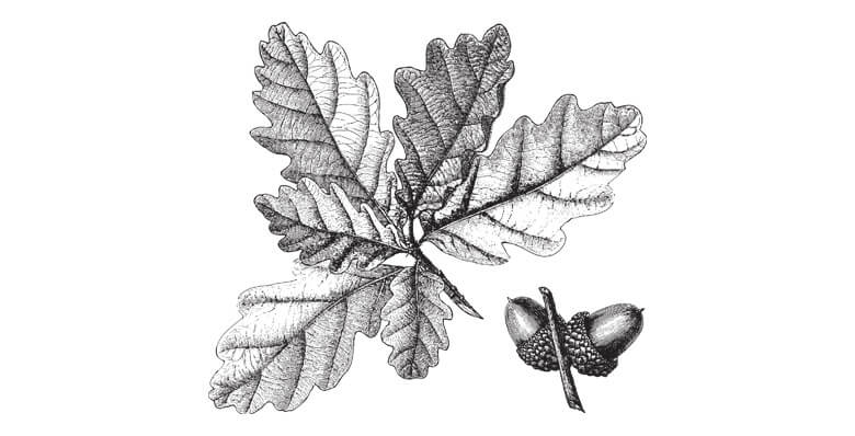 Oak tree leaves hand drawn illustration