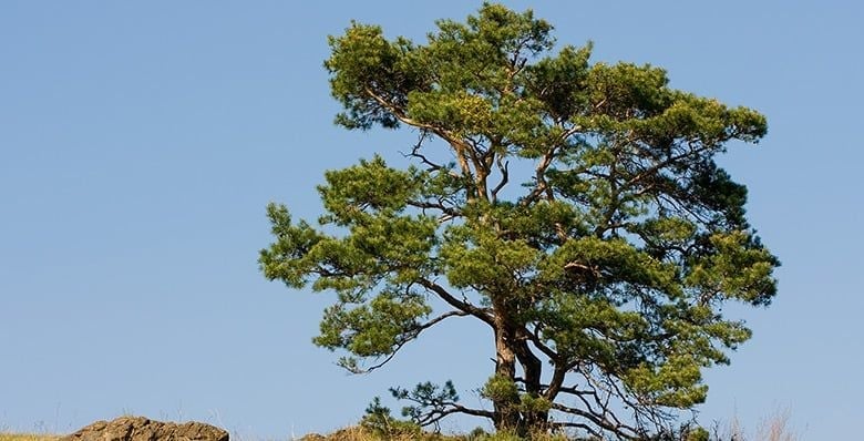 Scots pine tree