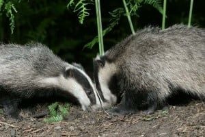 Badgers spotted in the forest