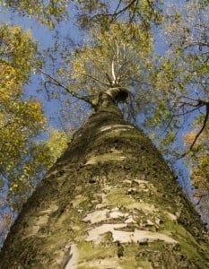 Looking up to a birchwood tree
