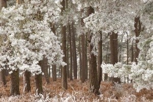 Frosted trees in winter