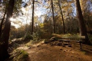 A peaceful woodland scene
