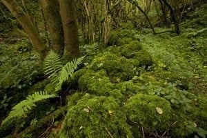 Mosses and ferns in the forest