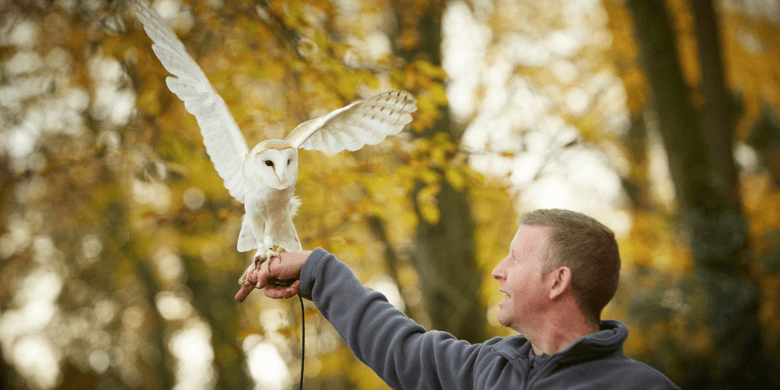 The professor, barn owl at Forest of Dean, Forest Holidays 