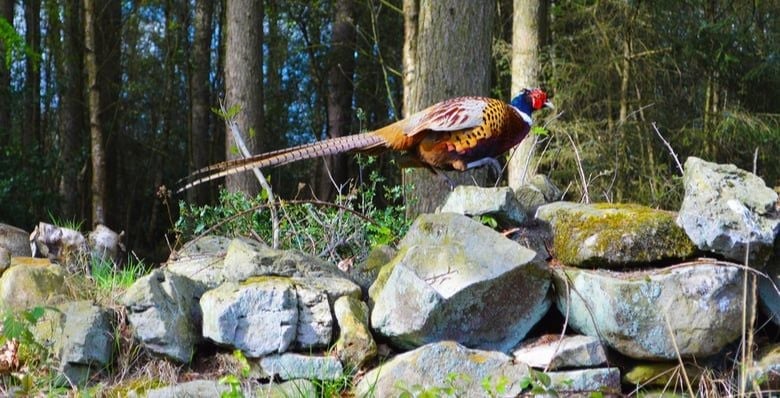Pheasant at Cropton