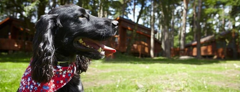 Pet-friendly cabins are available at all locations