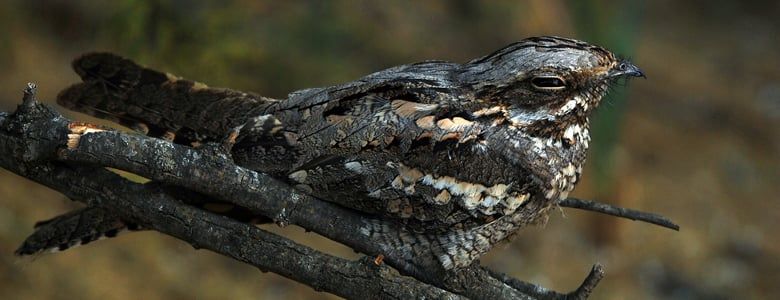 Nightjars can be spotted at Forest Holidays