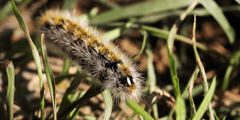 Caterpillars feed from grasses too