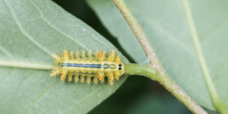 A caterpillar feeding from leaves