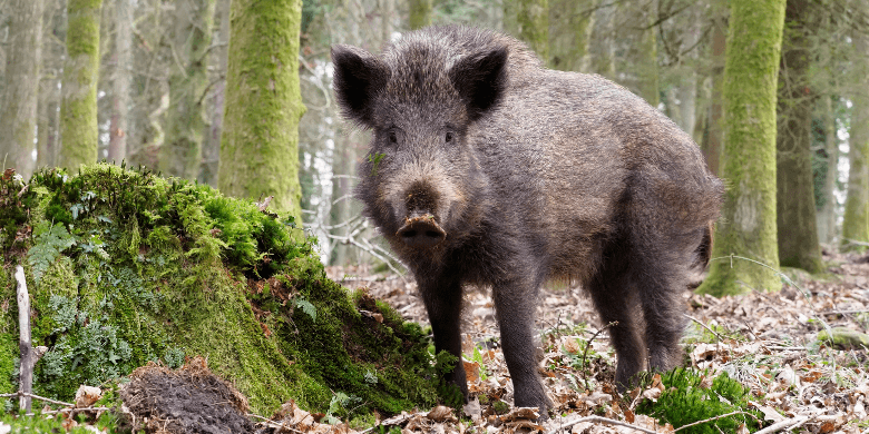 Wild boar at Forest of Dean